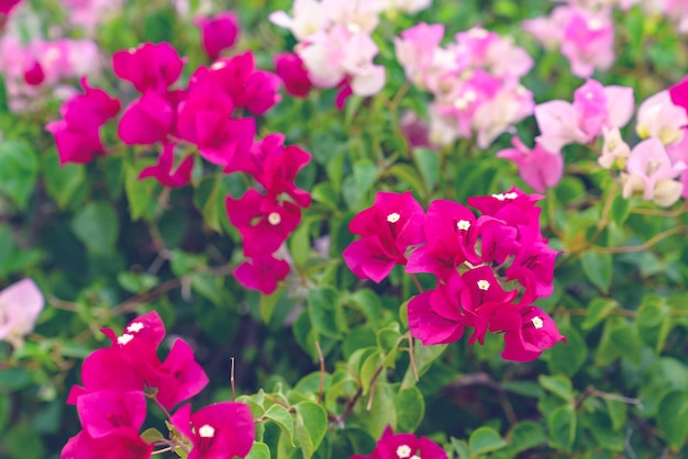 schöne Bougainvillea-Blumen für Tapetentextur und Hintergrund