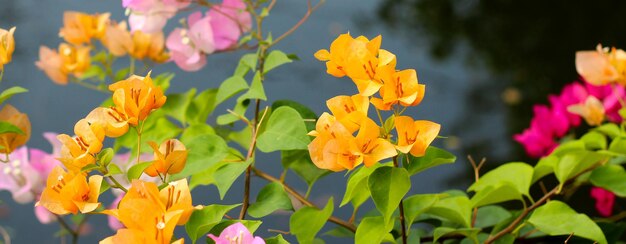 Schöne Bougainvillea-Blumen Natürlicher Hintergrund