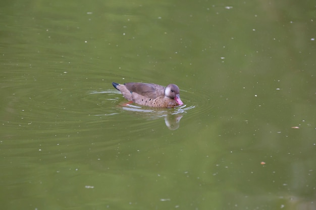 Schöne braune Buschente auf Teich im Park