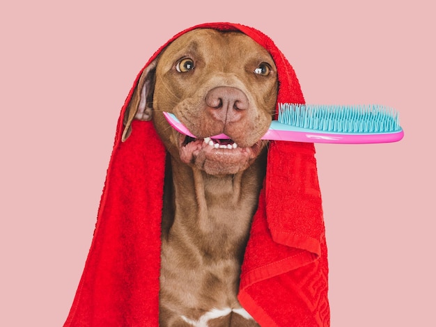 Schöne braune Hund rote Handtuch und Haarbürste Nahaufnahme in Innenräumen Studio-Aufnahme isolierter Hintergrund Konzept der Pflege Erziehung Gehorsam Training und Erziehung von Haustieren