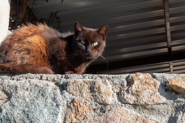 Schöne braune langhaarige streunende Katze ruht sich am Internationalen Tiertag in der Morgensonne aus