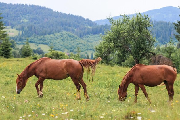 Schöne braune Pferde grasen auf einer Weide in den Bergen und fressen Gras