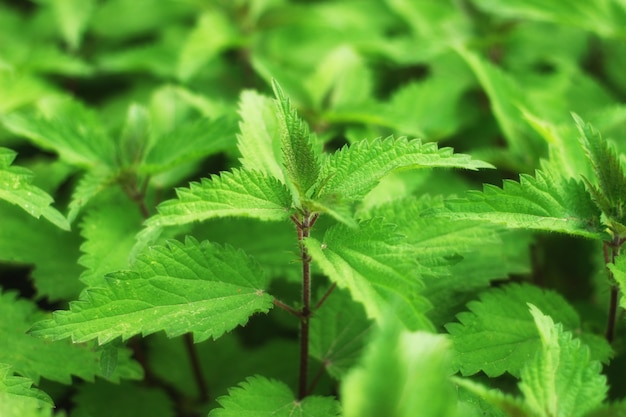 Schöne Brennnesseln als Flora hautnah