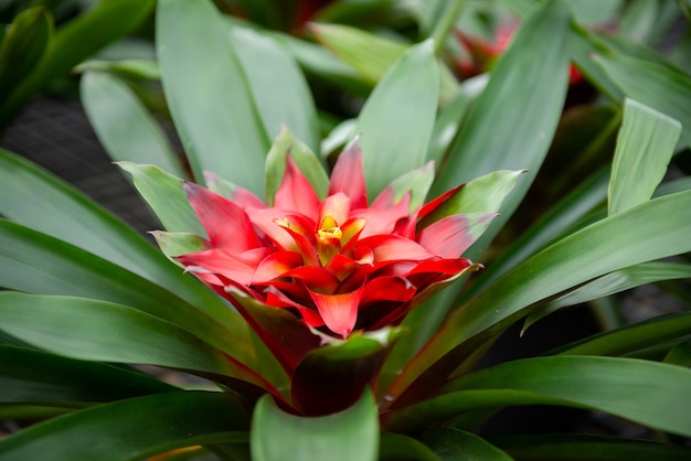 Schöne Bromelieblume, die im Garten blüht