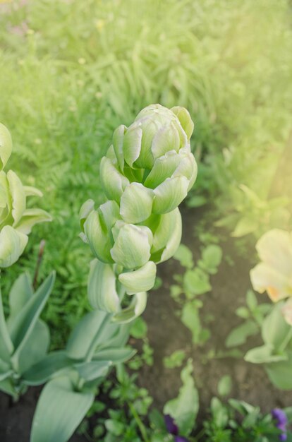 Schöne Brooklyn-Tulpenblume, die wächst Doppelte Tulpe Brooklyn Doppelte späte Tulpe