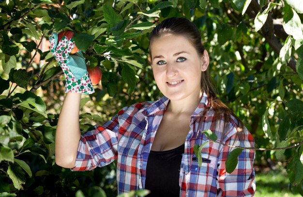 Schöne brünette Frau in Gartenhandschuhen, die Äpfel vom Baum pflücken