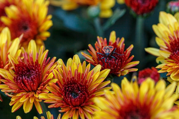 Schöne Büsche von Chrysanthemenblumen in gelben und roten Farben