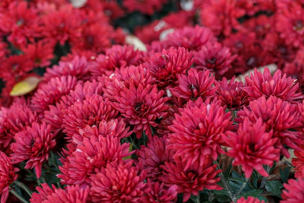 Schöne Büsche von Chrysanthemenblumen in roten Farben