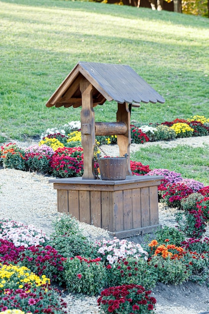 Schöne Büsche von Chrysanthemenblumen lila Farben Windmühle und gut