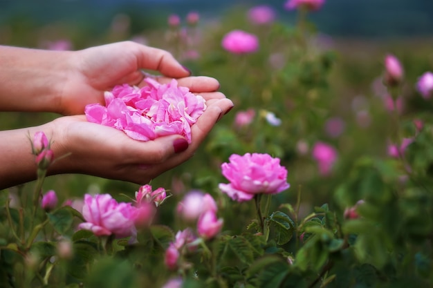 Schöne bulgarische Damast-Rosen