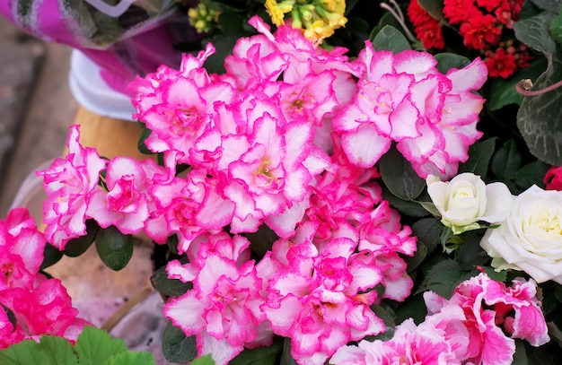 Schöne bunte Blumen. Frische Frühlingsblumen