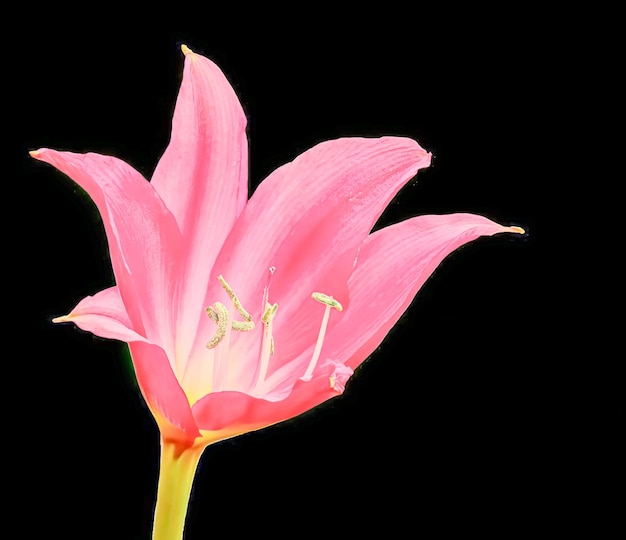 Foto schöne bunte blumen im garten und pflanzen