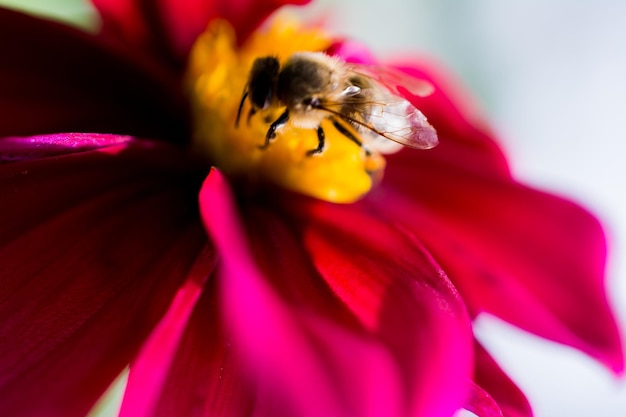 Schöne bunte Blumen mit Biene