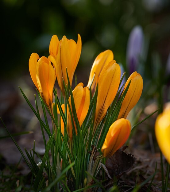 Schöne bunte Frühlingsblumen, die in einer natürlichen Gartenlandschaft draußen wachsen Detailansicht einer frischen orangefarbenen Schneekrokusblüte zwischen grünem Gras und Pflanzen Helle, hübsche Pflanzen in der Natur