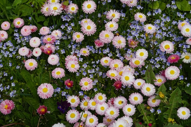 Schöne bunte Frühlingsblumen