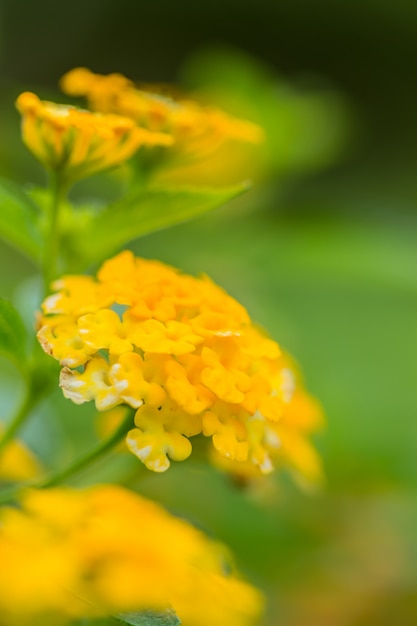 Schöne bunte Heckenblume, weinendes Lantana, Lantana Camara Linn