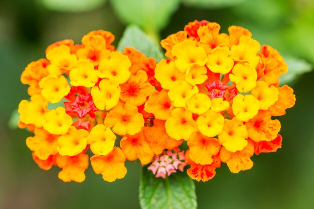 Schöne bunte Heckenblumen