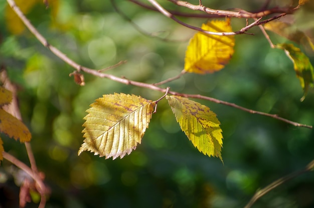 Schöne bunte Herbst-Gelb-Blätter