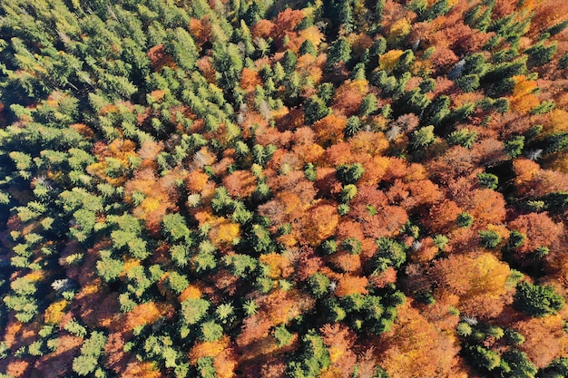 Schöne bunte Hügel des Herbstwaldes