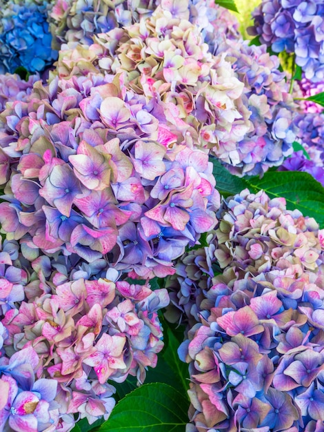 Schöne bunte Hydrangea selektiver Fokus Schönheit in der Natur Hydrangea macrophylla selektiver Fokus