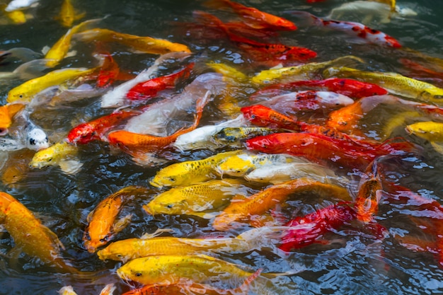 Schöne bunte koi Fischschwimmen im Teich