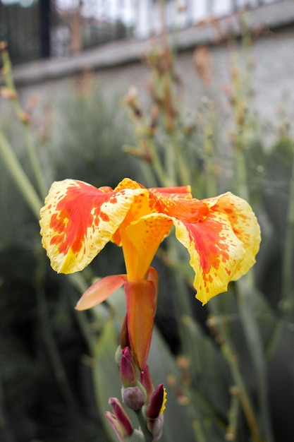 Schöne bunte natürliche Frühlingsblume im Blick