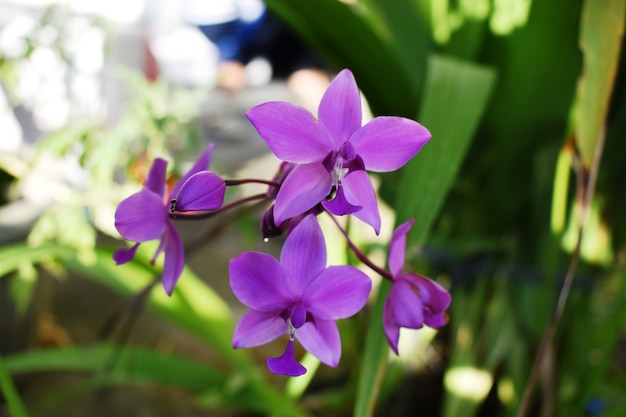 Schöne bunte Orchideenblüten blühen im Gartenland Orchidee Spatogtlottis