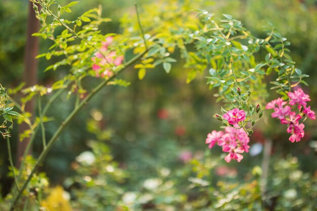 Schöne bunte rosa Rosen blühen im Garten