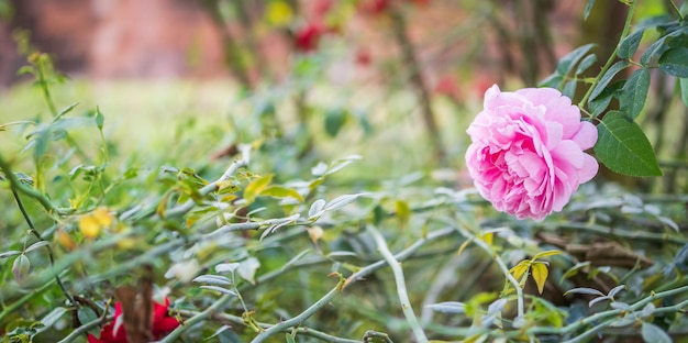 Schöne bunte rosa Rosen blühen im Garten