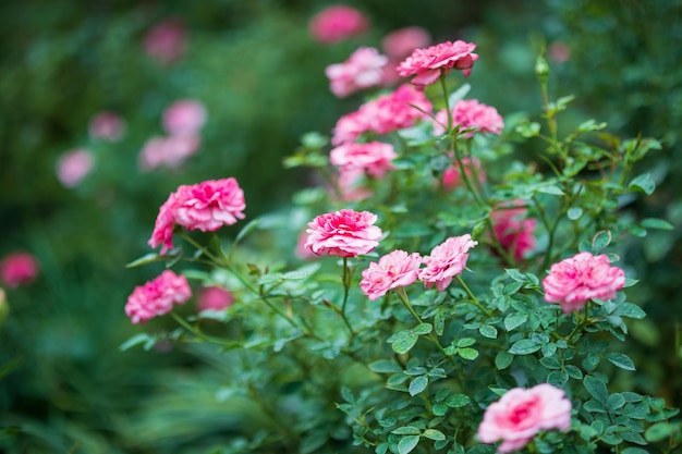 Schöne bunte rosa Rosen blühen im Garten