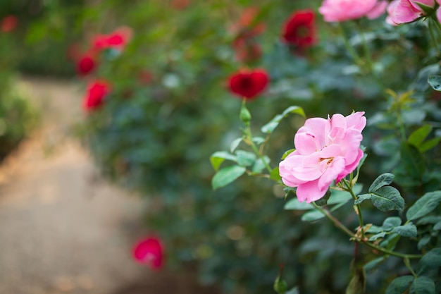 Schöne bunte rosa Rosen blühen im Garten