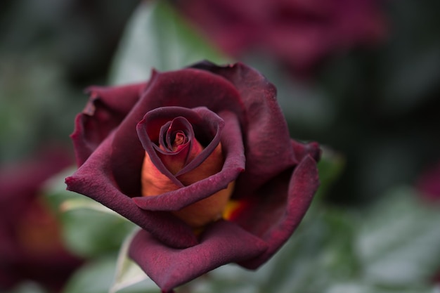 Schöne bunte rosafarbene Blume