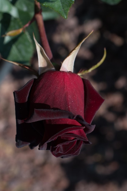 Foto schöne bunte rosafarbene blume