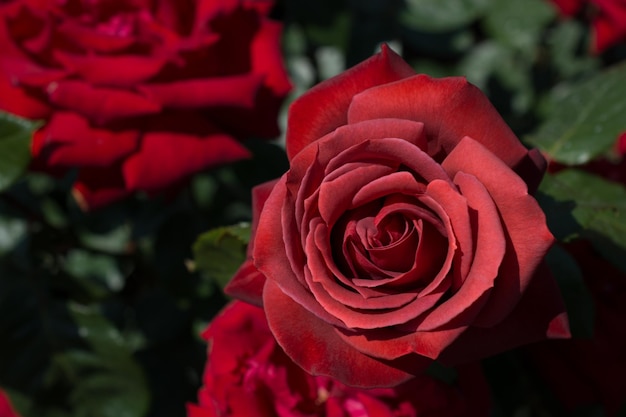 Schöne bunte rosafarbene Blume