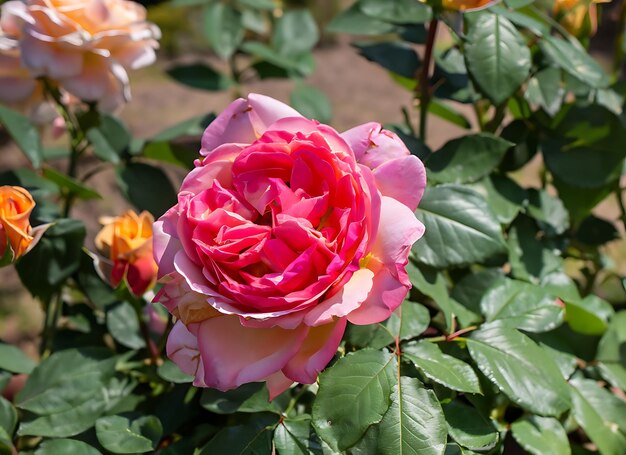 Foto schöne bunte rosen blühen im garten