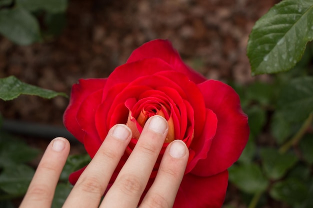 Schöne bunte Rosen-Blume in der Hand