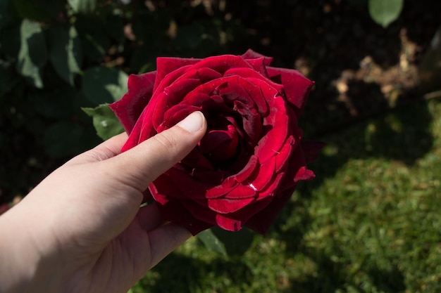 Schöne bunte Rosen-Blume in der Hand