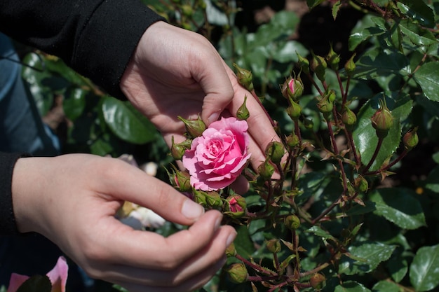 Schöne bunte Rosen-Blume in der Hand