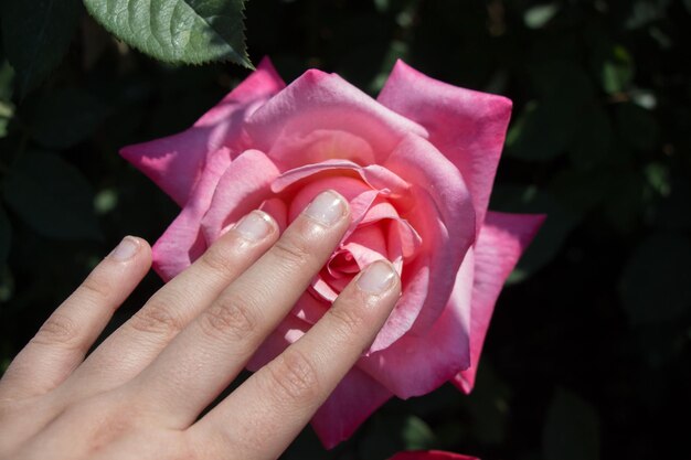 Schöne bunte Rosen-Blume in der Hand