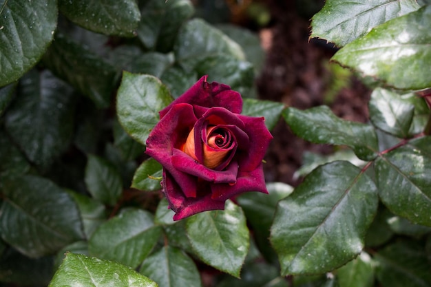 Schöne bunte Rosenblume im Hintergrund des Gartens