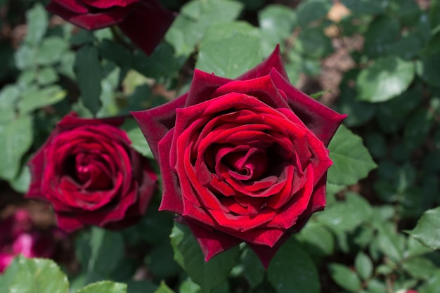 Schöne bunte Rosenblume