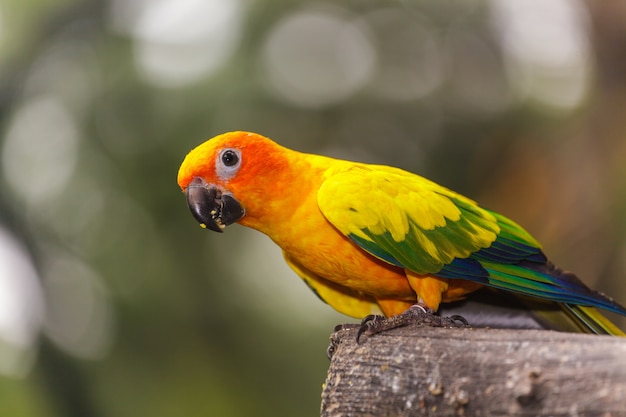 Schöne bunte Sonne conure Papageienvögel auf dem Baumast