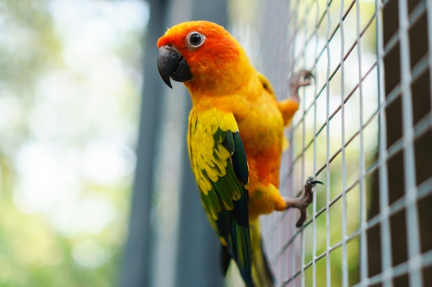 Schöne bunte Sonne conure Papageienvögel auf Maschendraht