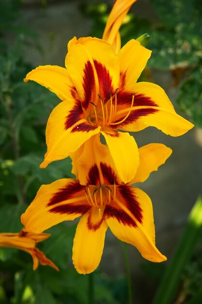 Schöne bunte Taglilien Hemerocallis Nahaufnahme