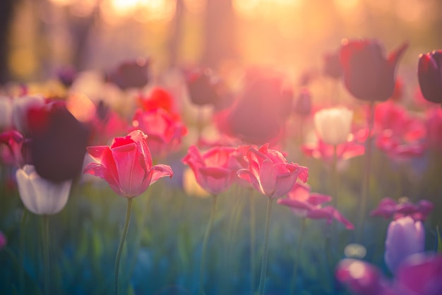 Schöne bunte Tulpen auf unscharfer sonniger Naturlandschaft des Frühlinges. Hell blühende Tulpenblumen
