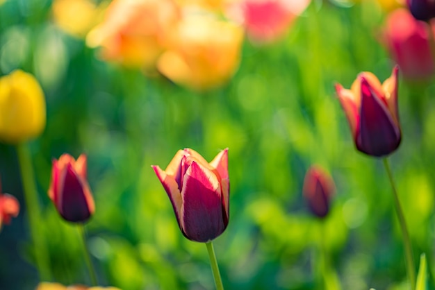 Schöne bunte Tulpen, die auf dem Tulpenfeld im Garten mit verschwommenem Sonnenuntergang in der Naturlandschaft blühen