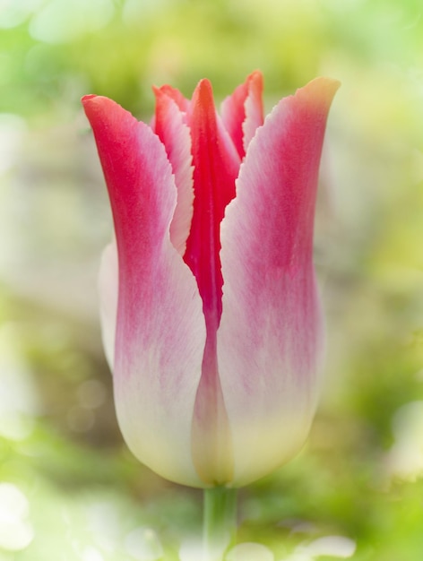 Schöne bunte Tulpen Tulip Whispering Dream wächst im Frühlingsgarten Rosa lilienförmige Tulpen