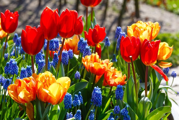 Schöne bunte Tulpen und blaue Blumen auf Frühlingsblumenbeet