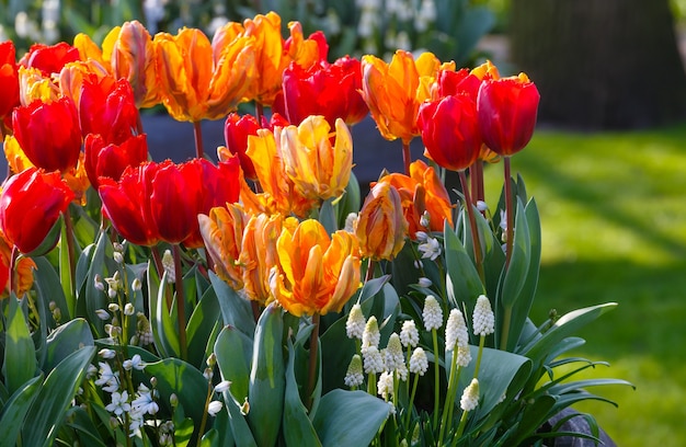 Schöne bunte Tulpen und weiße Blumen auf Frühlingsblumenbeet.