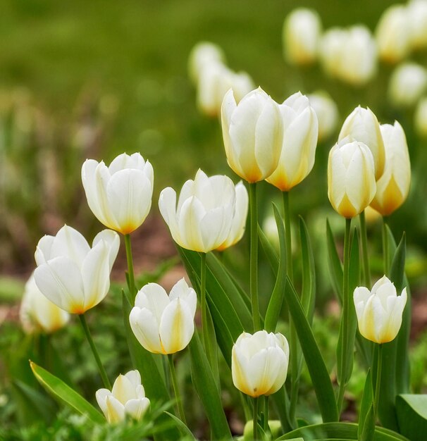 Schöne bunte und hübsche Pflanzen und Blumen in einem Hinterhofgarten oder auf einem Feld im Sommer Landschaft mit blühender weißer und knospender Vegetation, die sich auf dem Land öffnet und blüht